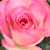 Różowy  - Róże rabatowe floribunda - Bordure Rose